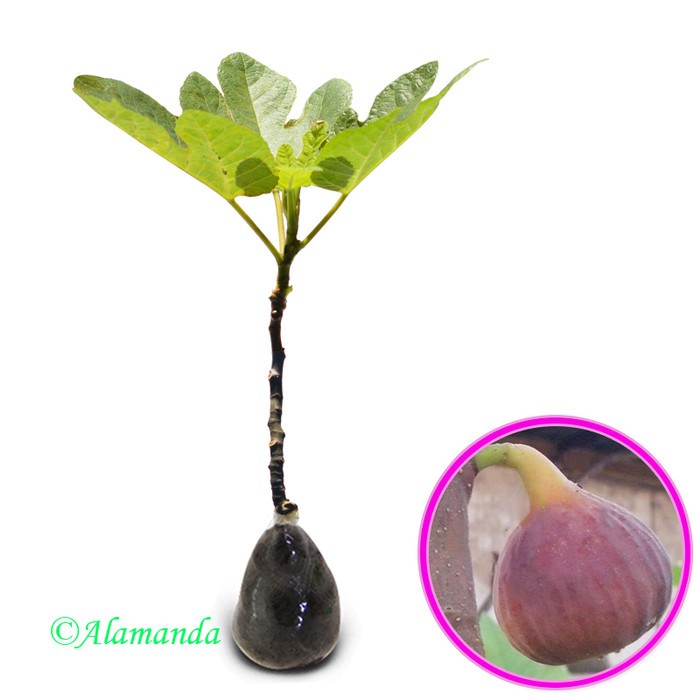 

Bibit Buah Ara / Tin Purple Yordan - Ukuran 20 - 40cm