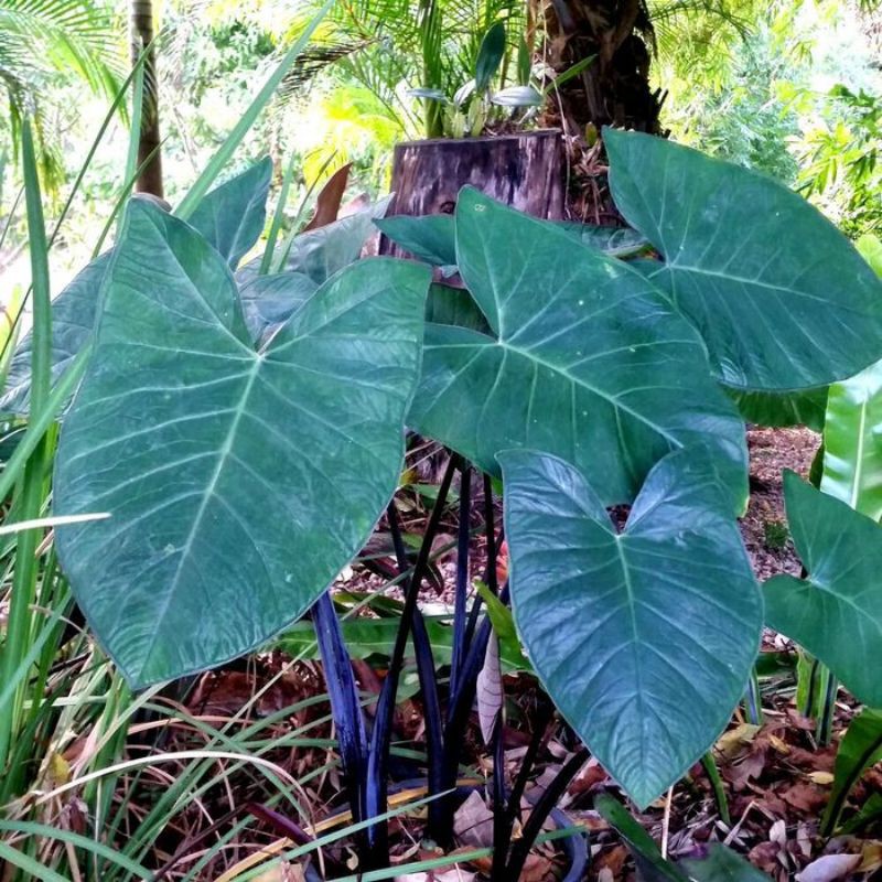 Tanaman keladi corong -Tanaman Talas pohon hitam-Tanaman hias langka-COLACASIA