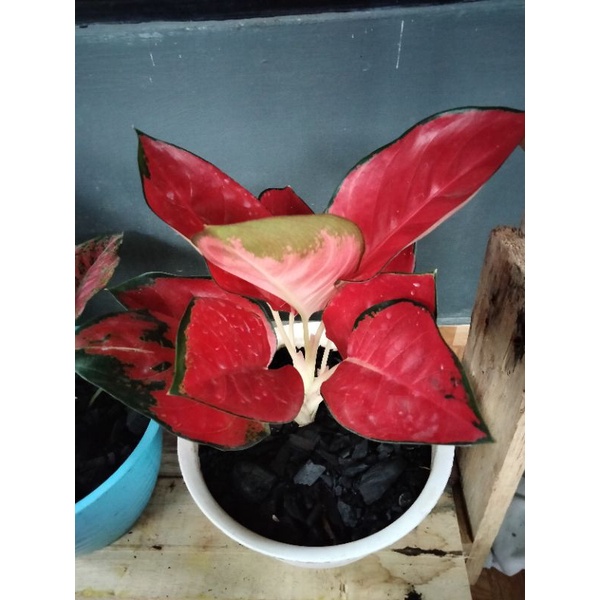 Aglonema Suksom Jaipong Murah