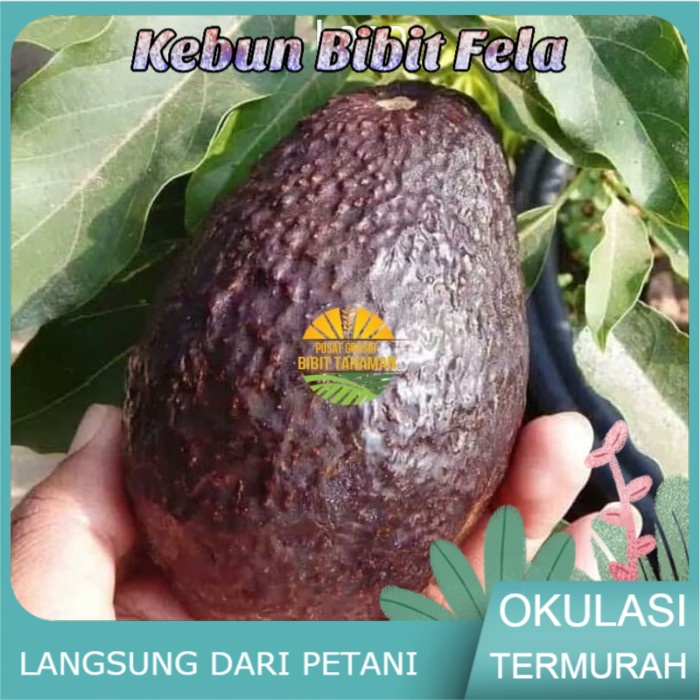 Bibit Buah alpukat hass