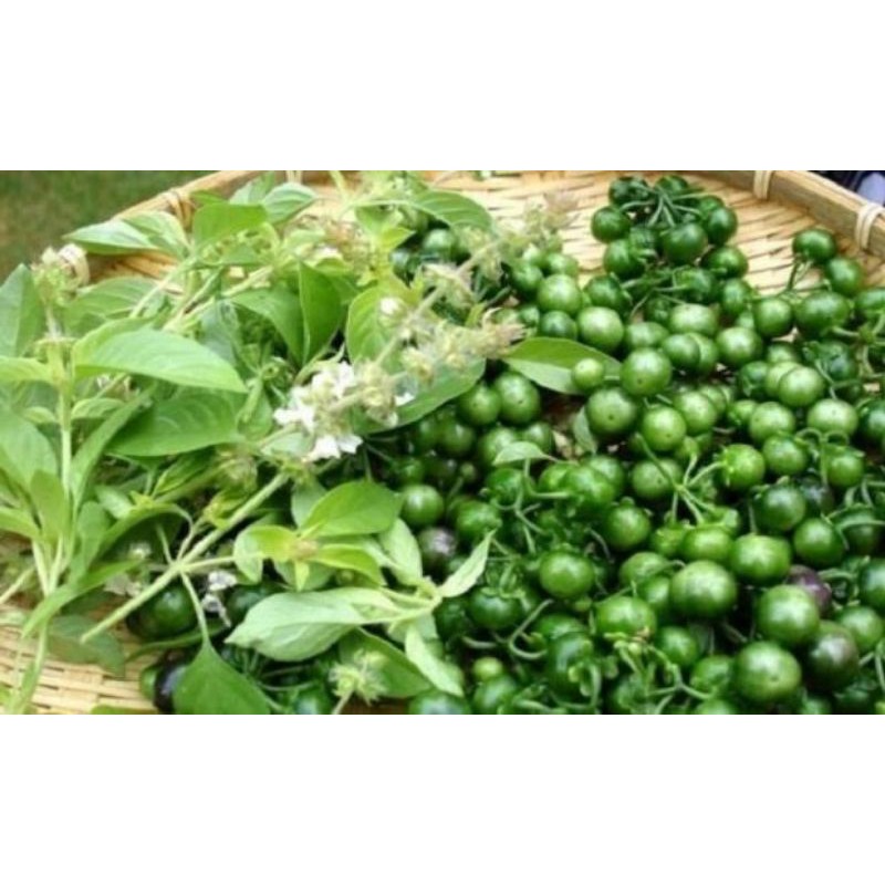 tanaman leunca/lalapan