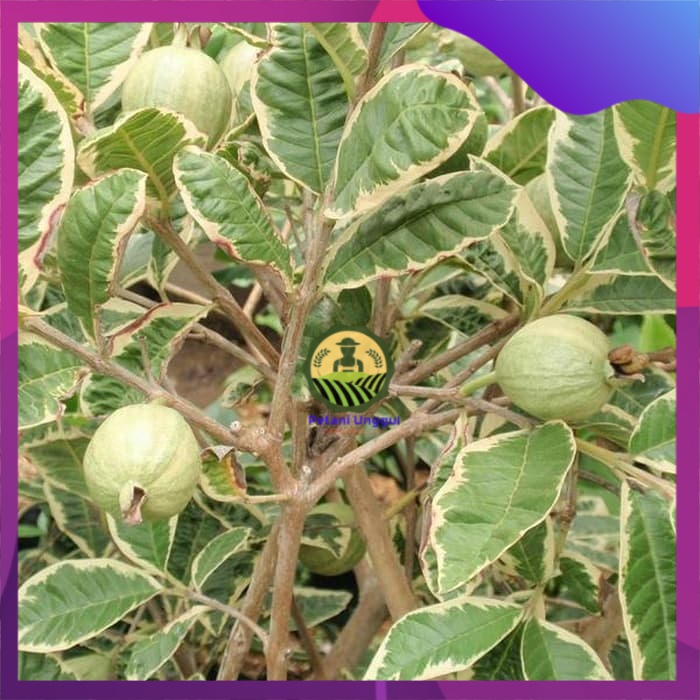 Paket Bibit Jambu Varigata