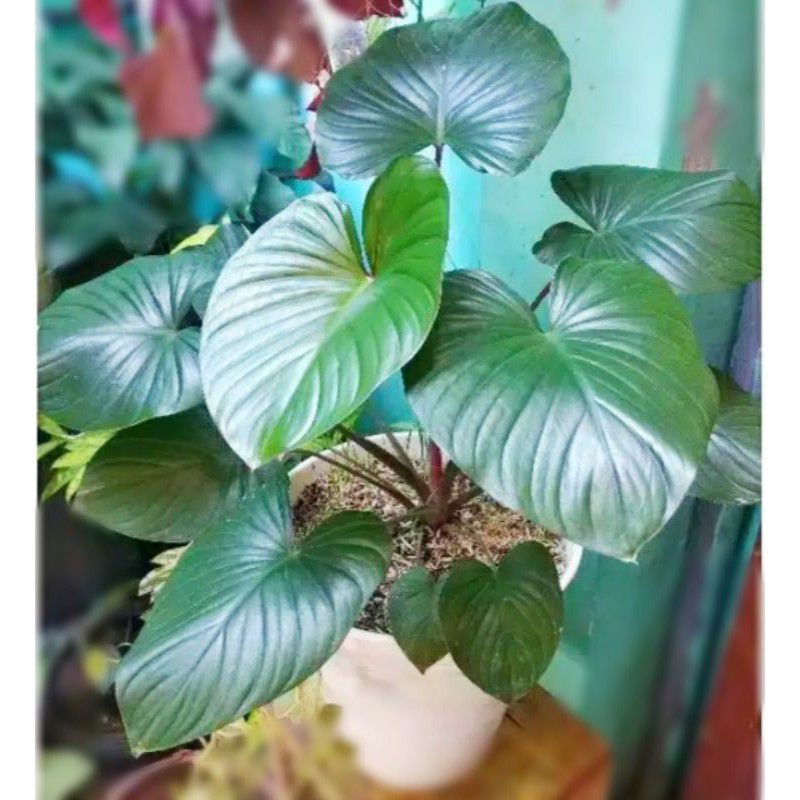 

homalomena batang merah real pict