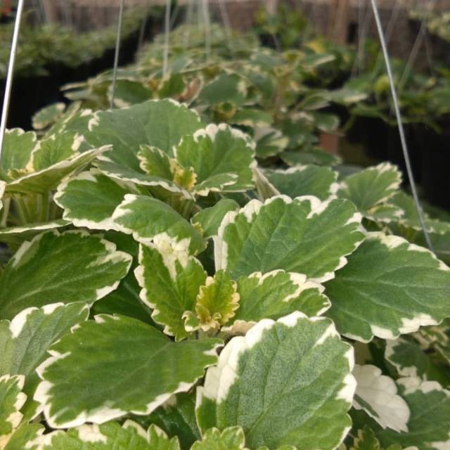 creeping hijau variegata bibit tanaman hias gantung