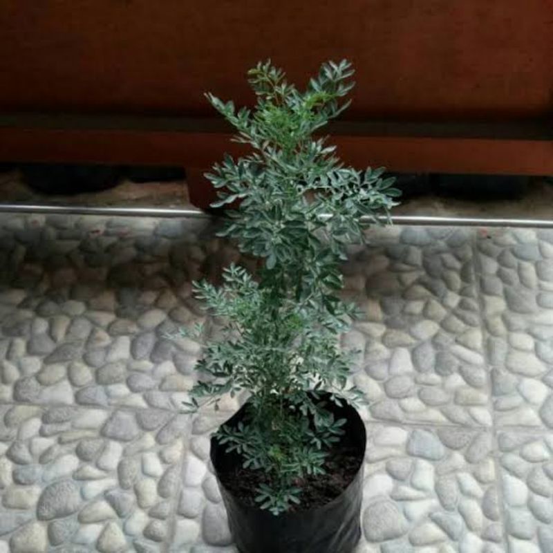 Tanaman Obat Herbal Inggu