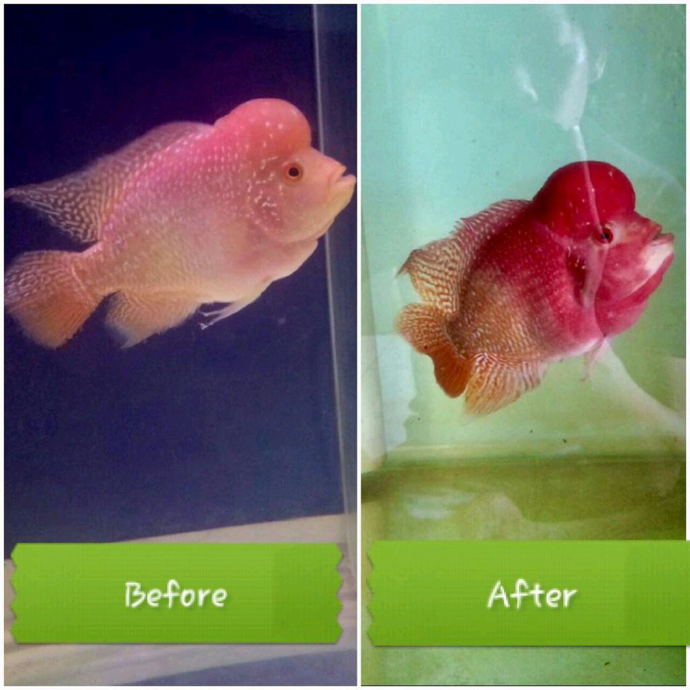 

Pewarna ikan LEVEL3 POWER PINK super astaxanthin dry powder 10 persen