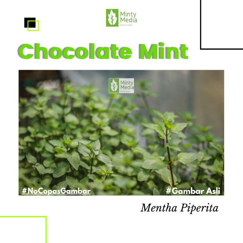 Bibit Tanaman Chocolate Mint - Mentha Piperita