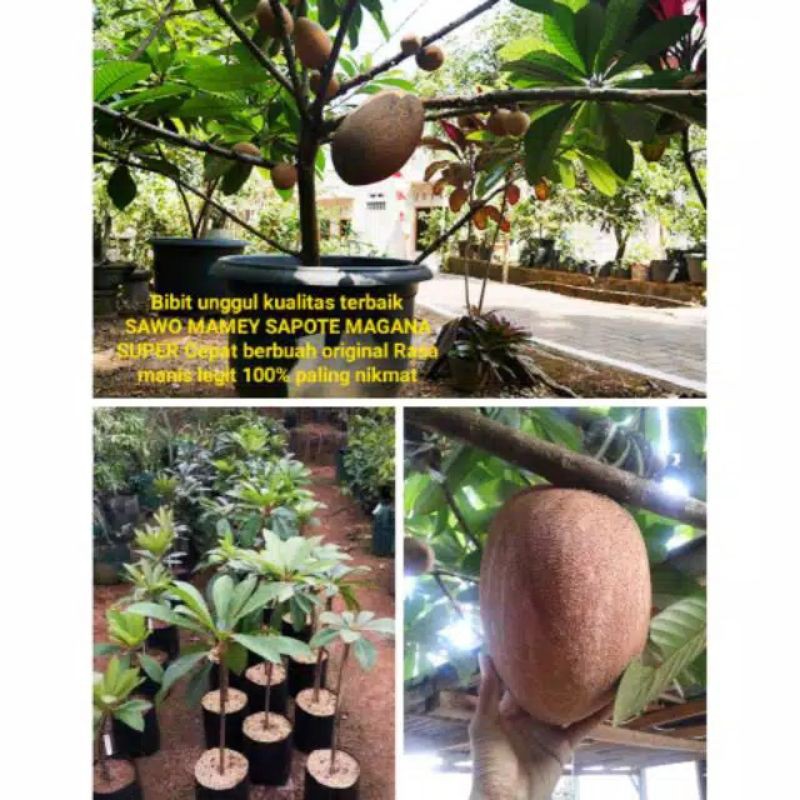 BIBIT MAME SAPOTE MAGANA // MAMEY SAPOTE