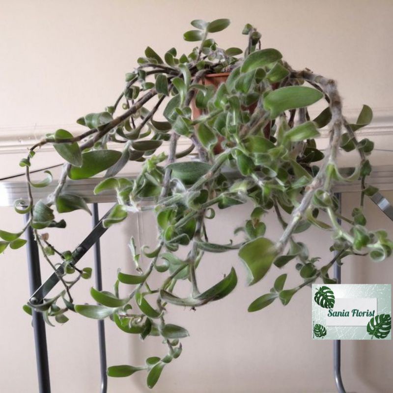 Tanaman Hias Tradescantia sillamontana sabrina bulu