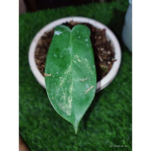 philodendron florida beauty dan amydrium var paket hemat