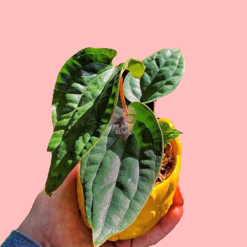 Anthurium Radicans | Anthurium Sirih