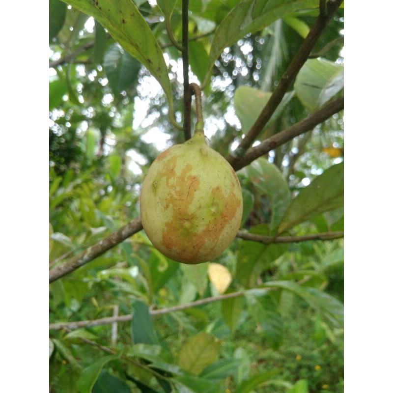 

BUAH PALA SEGAR Murah 1kg