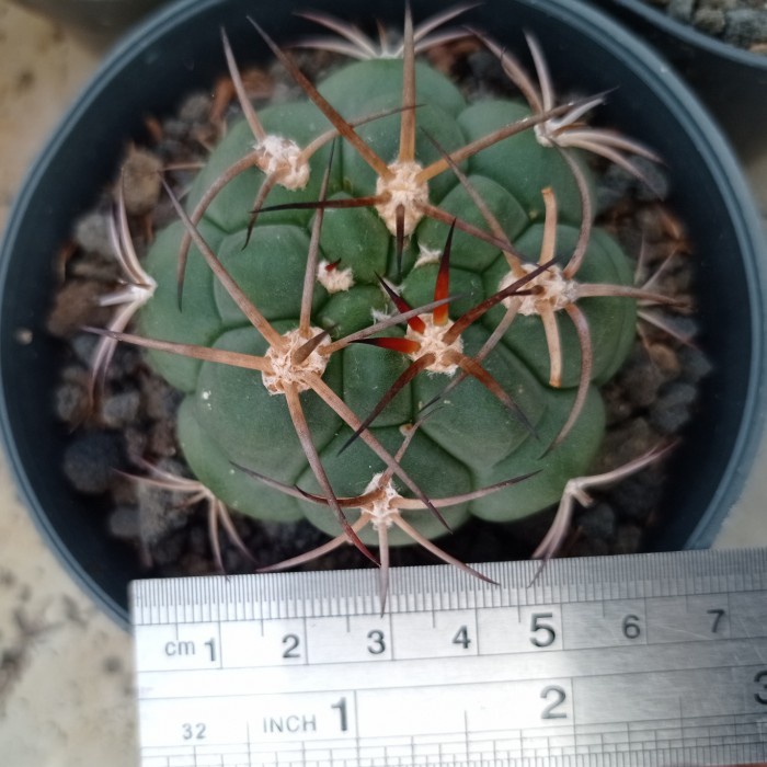 gymnocalycium saglionis KAKTUS SUKULEN TANAMAN HIAS