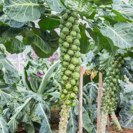 Biji Benih BIbit Brussels Sprout  Repack Haira Seed atau Horti Tops Belanda - Brussel Sprout  Brusel Sprout  Bibit Tanaman Sayuran Kol Mini  Kol Muda  Kubis Muda-1