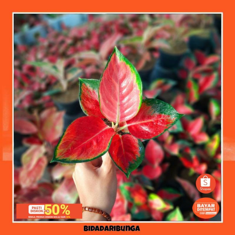 Bonggol aglonema suksom jaipong