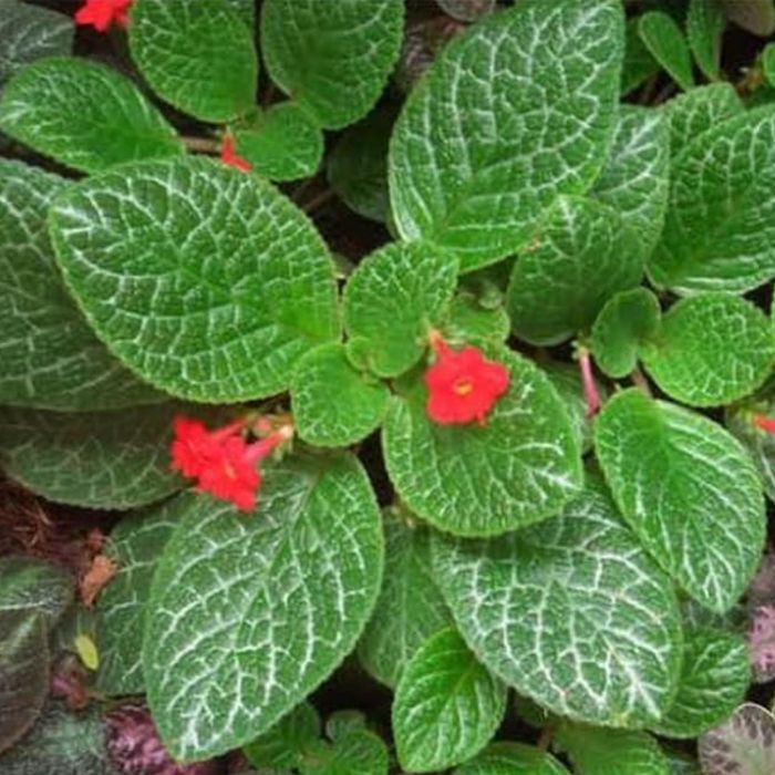 MURAH MURAH Tanaman Hias Pot Gantung Episia Hijau - Pot Gantung