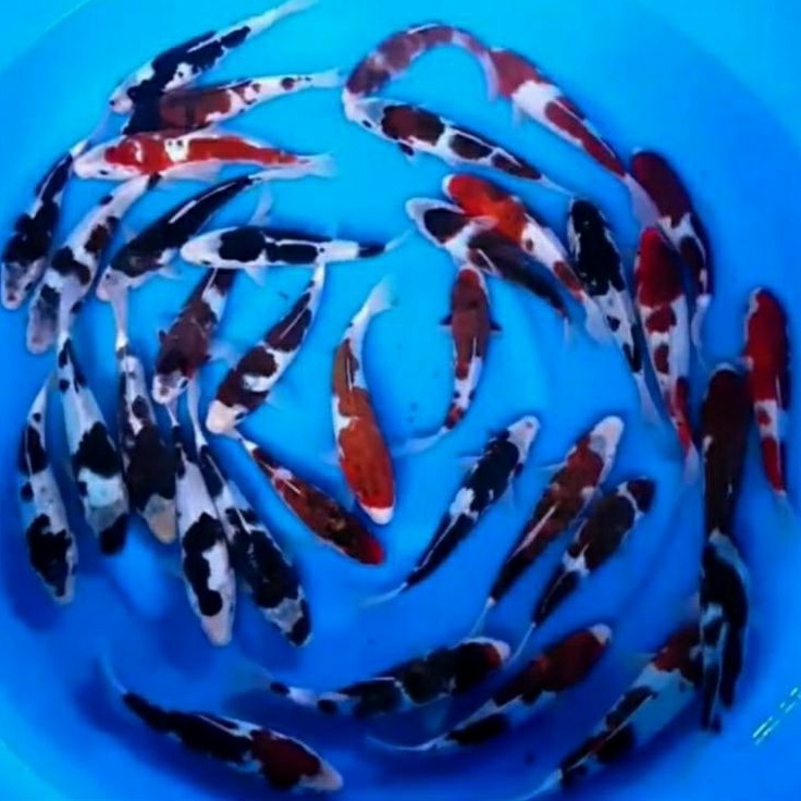 Ikan Koi Blitar Super Murah Ukuran 15-20cm