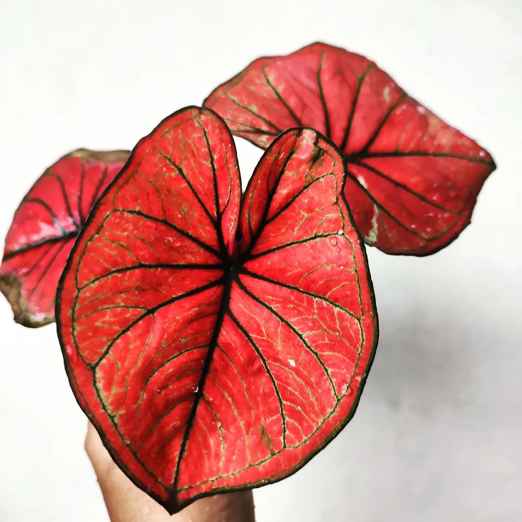 Keladi Mascota Keladi Hias Caladium Tanaman Hias Keladi Tanaman Keladi Hidup Tanaman Hias Murah Anak