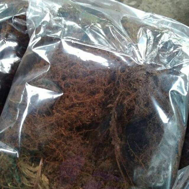 Mos hitam akar kadaka/ media anggrek kemasan 1 kg