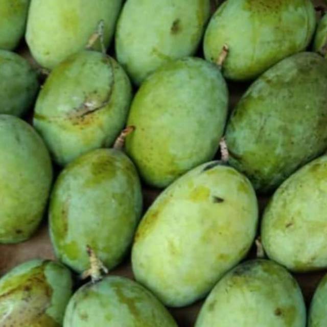 

Mangga Indramayu