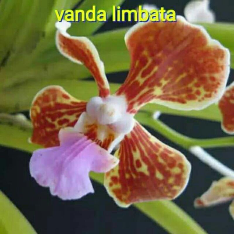 anggrek vanda limbata (dewasa)