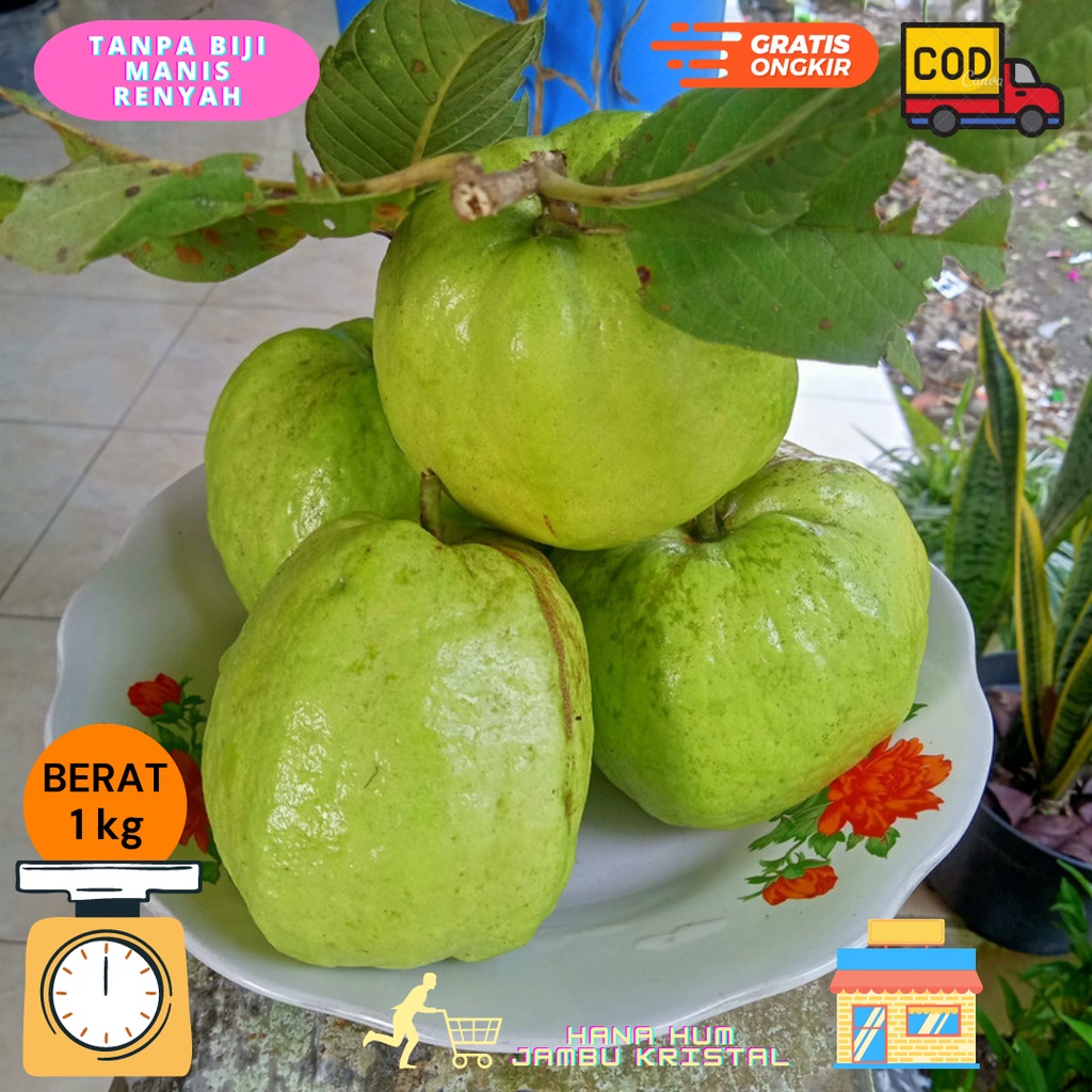 

JAMBU KRISTAL TANPA BIJI RENYAH 1 kg