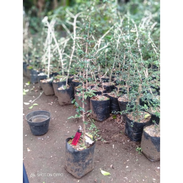 Bibit hokiantea micro buah import-tanaman bahan bonsai