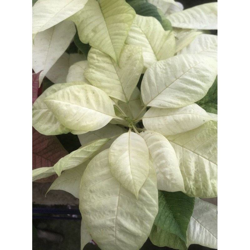 TANAMAN HIAS KASTUBA PUTIH