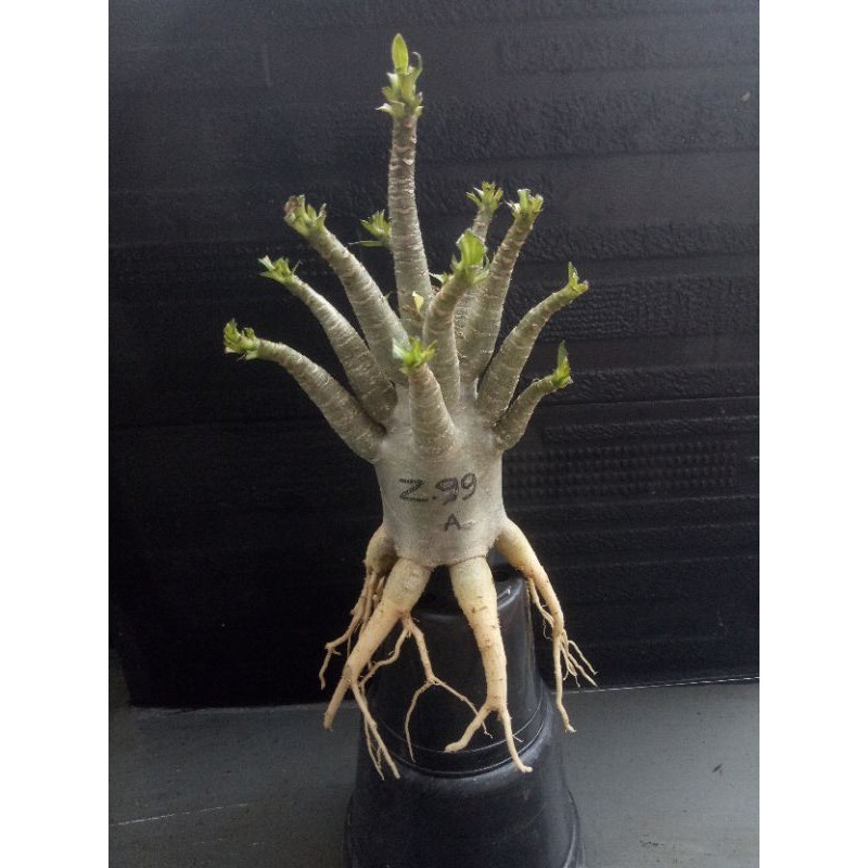 adenium prokar godji x big f mkmk import