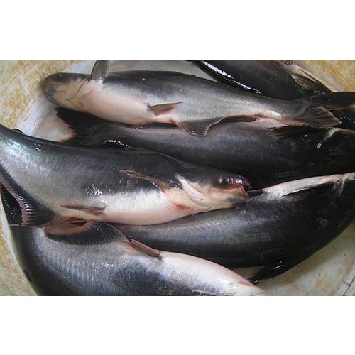 

PASAR ONLINE MURAH - IKAN PATIN SEGAR 500gr