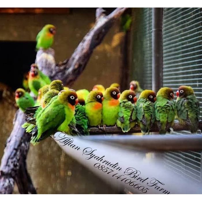 BURUNG LOVE BIRD LOVEBIRD HIJAU JOSAN BETINA /dan JANTAN BUNYI NGEKEK