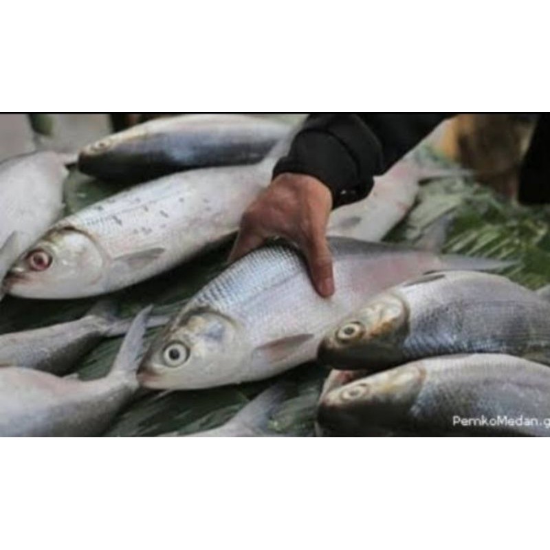 

ikan bandeng jumbo segar
