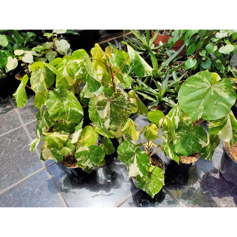 Waru variegata cakep