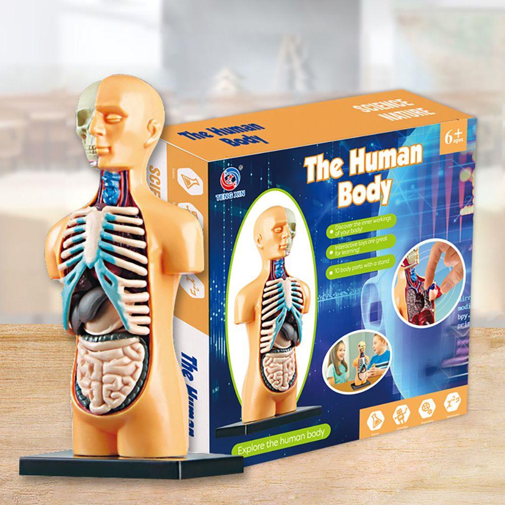 Model Anatomi Torso Organ Internal Untuk Alat Bantu Mengajar