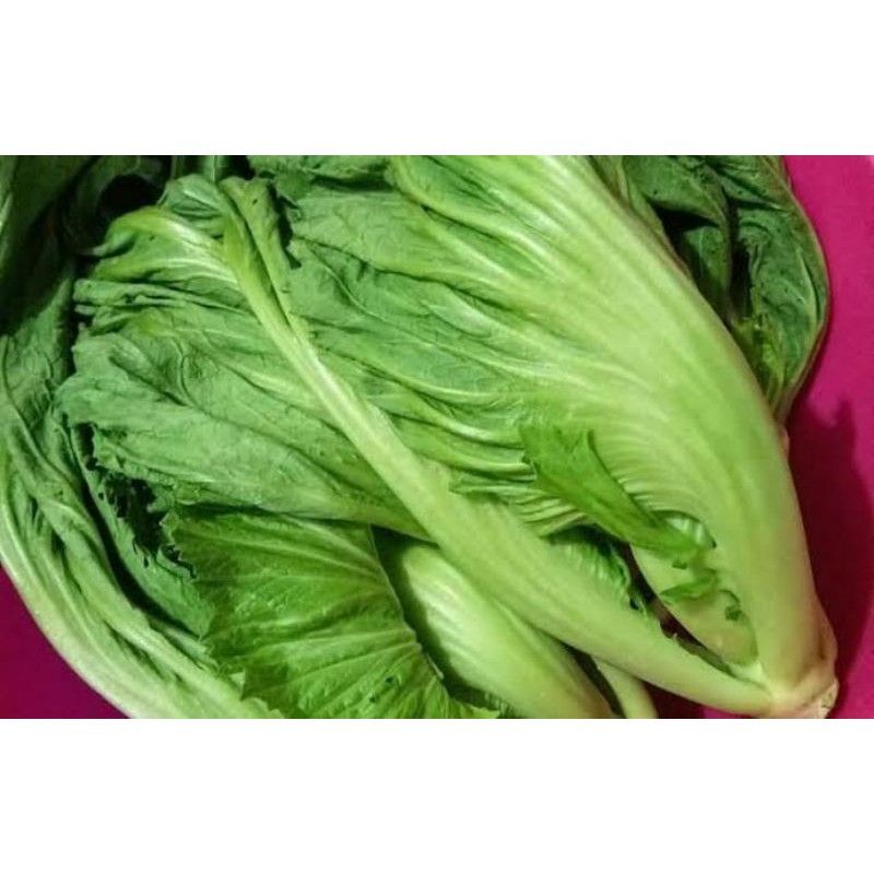 

1 Kg sawi pahit segar/Sawi pahit