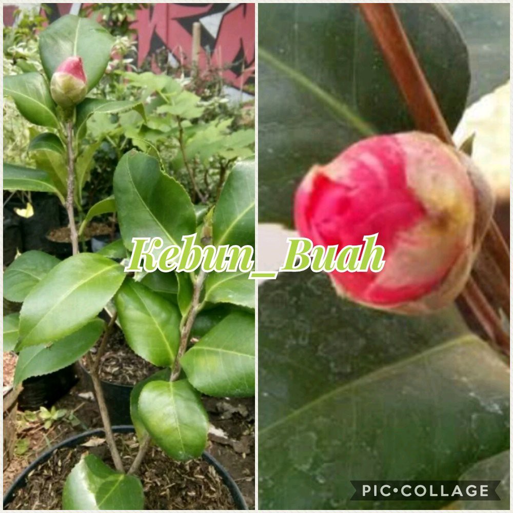 Tanaman Bunga Cempaka Merah Terbaik