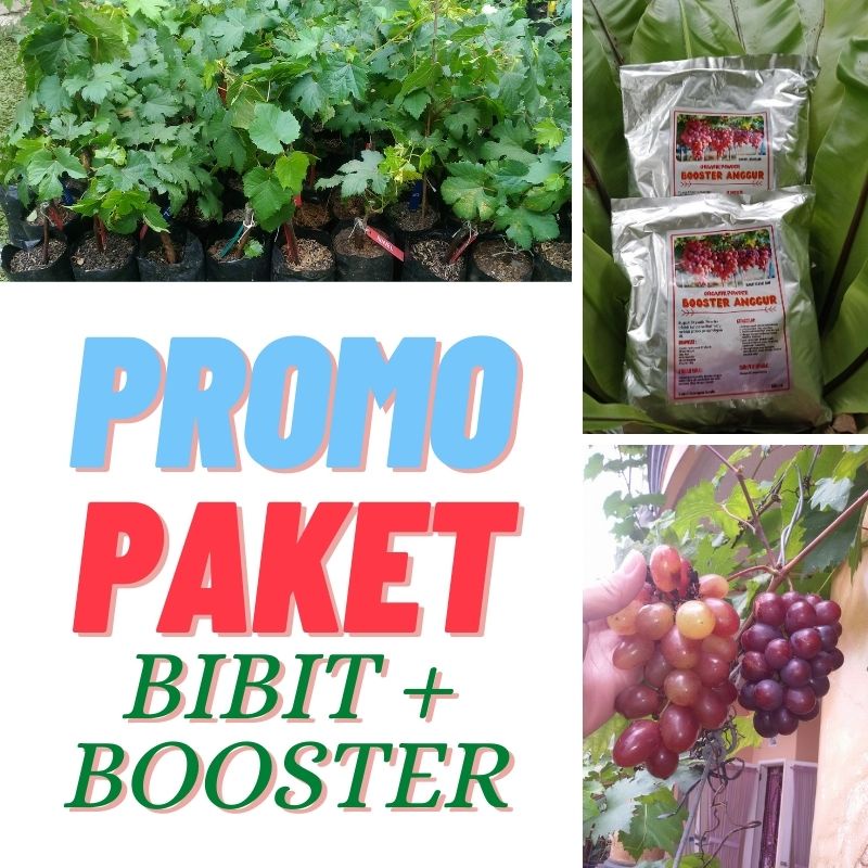 Paket Anggur Merah, Bibit Anggur Ninel, Pohon Anggur Ninel, Tanaman Anggur Ninel + Booster Anggur/Pu