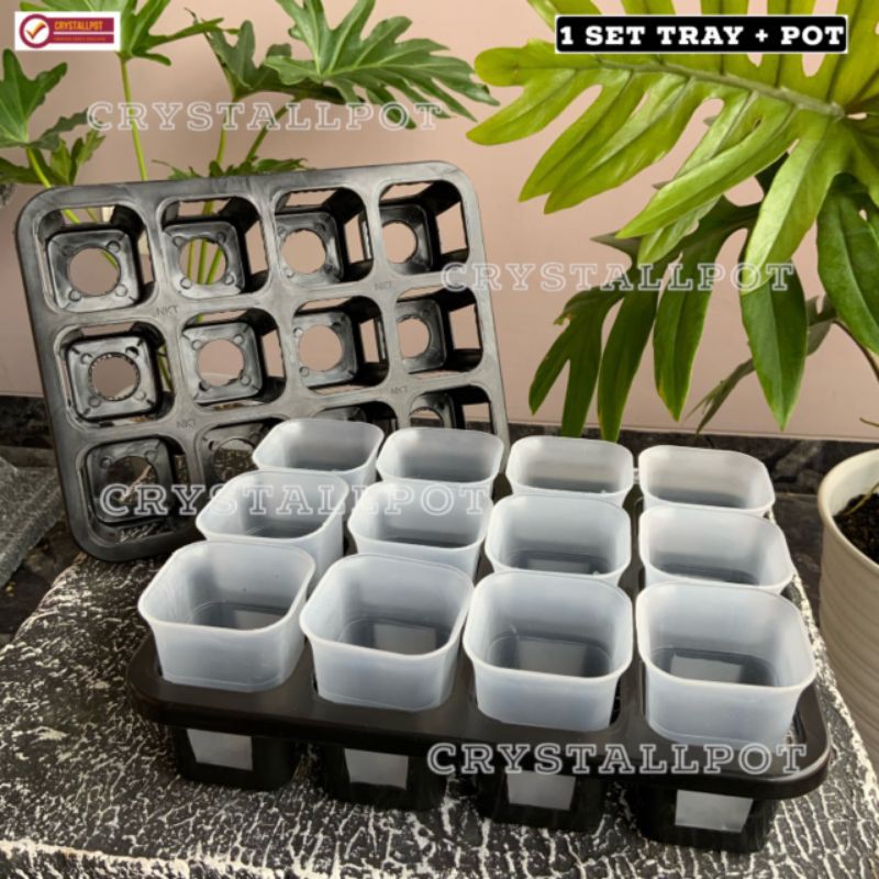 1 set Tray + pot nkt kotak 5cm BENING TRANSPARAN | tray semai bibit