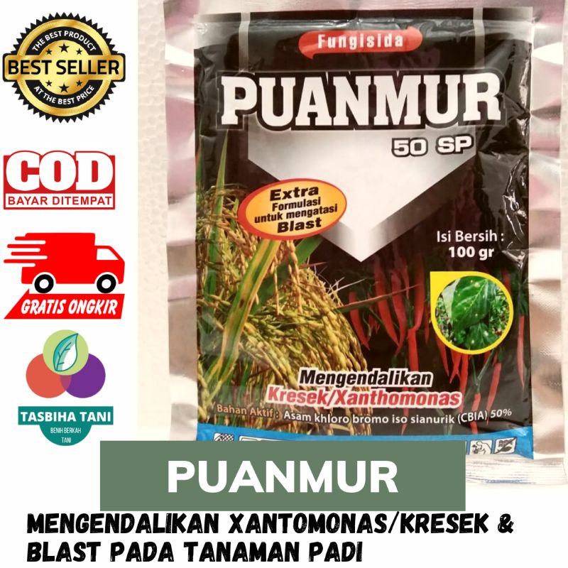 PUANMUR 50 SP Bakterisida dan fungisida bercak daun cabai, kresek dan blast kemasan 7.5gr