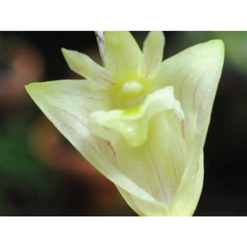 Anggrek bambu bunga kuning