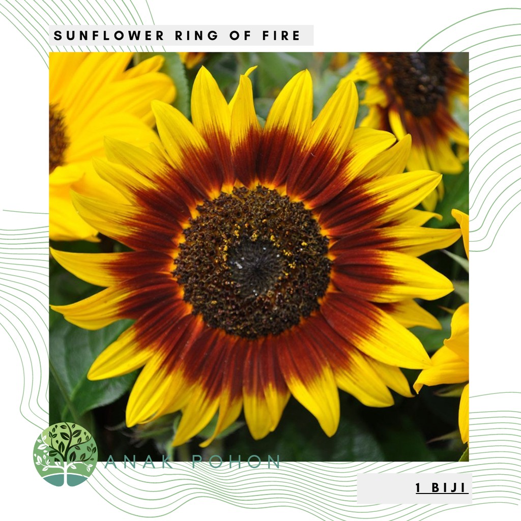 Benih Bibit Biji - Sunflower Ring of Fire Bunga Matahari Cincin Api Seeds - IMPORT