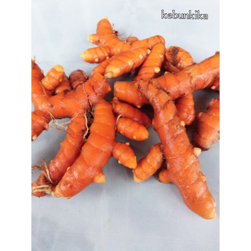 

kunyit segar 1kg