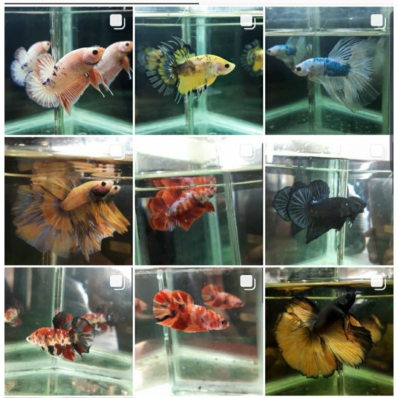 Plakat,giant,halfmoon,HMPK,BE,Male/Nemo,candy,multicolor,yellowbase,copper,blacksamurai ikan cupang