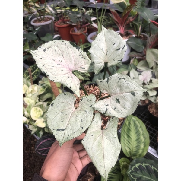 syngonium green splash