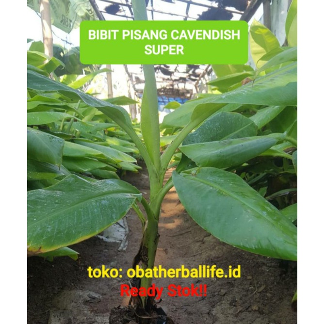 Bibit Pisang Cavendish Varietas Giant F17 - 40 Cm