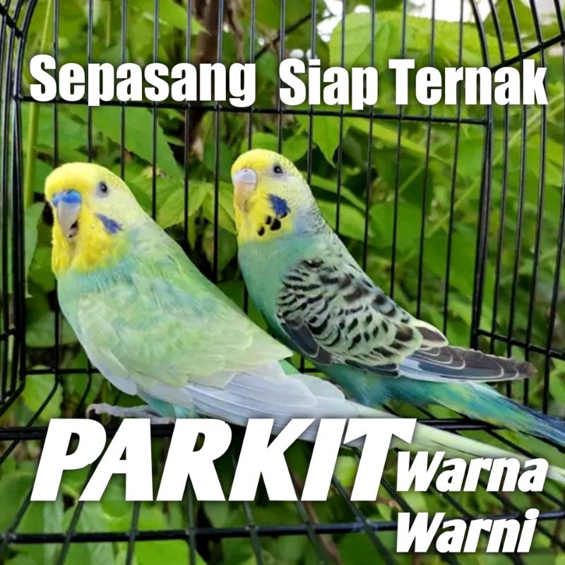 Burung Parkit Sepasang Warna Warni Betina Dan Jantan Ready Siap Ternak Rawatan