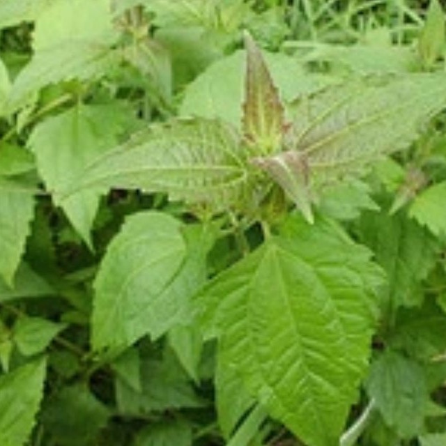

PROMO Daun Kirinyuh Herbal Alami Untuk Segala Macam Penyakit - Daun Kirinyuh
