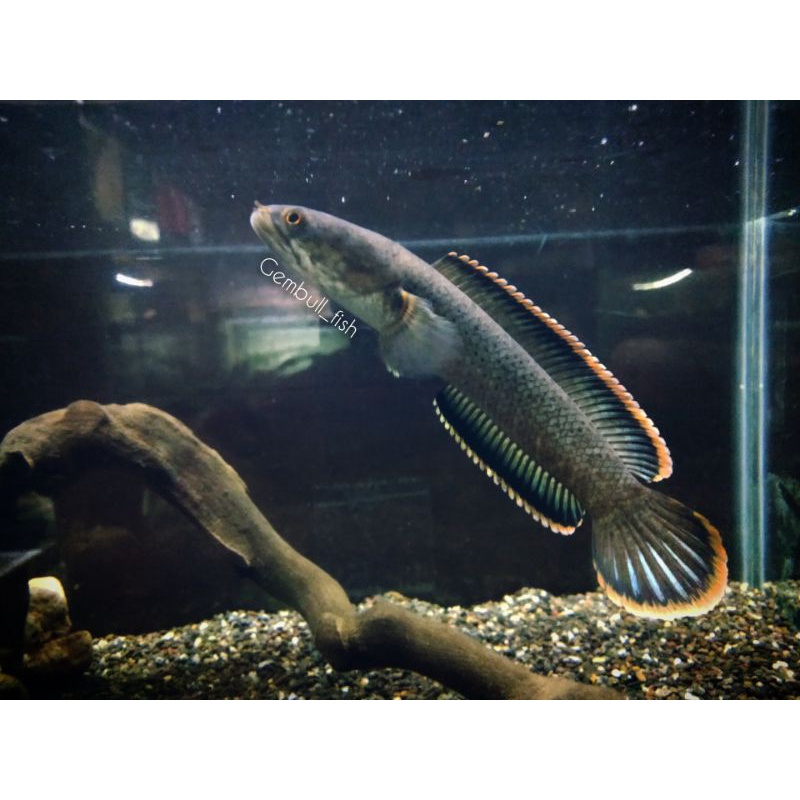 cod kebutuhan aquarium channa cana limbata galak bahan kontes uk 12cm