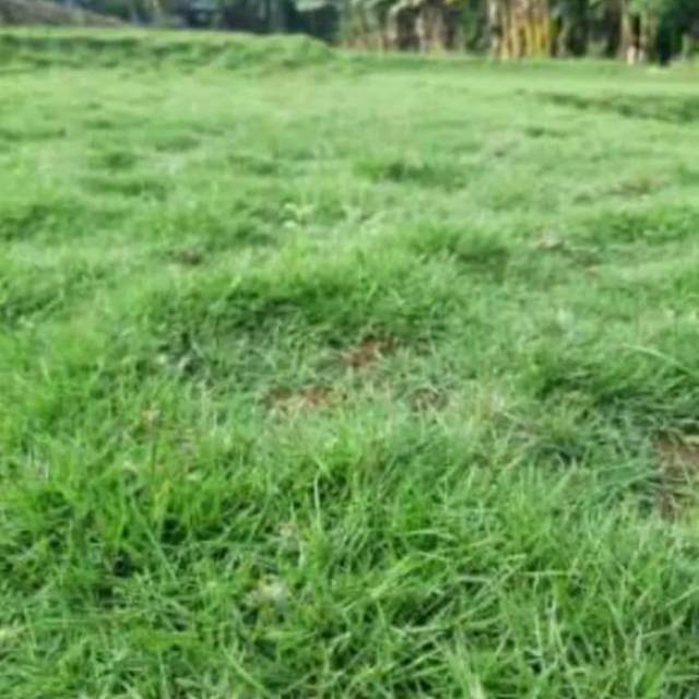 Rumput Jepang per 1 meter  rumput Jepang tanaman hias