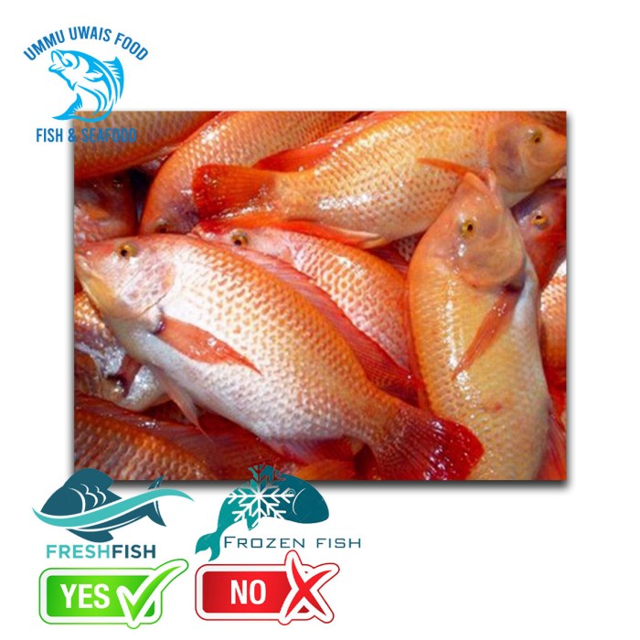 

Ikan Nila Segar - 1 Kilogram